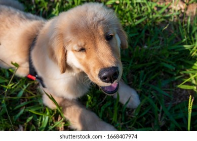 Puppy Dog Blinking At Grass