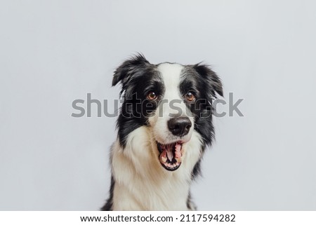 Puppy dog border collie with funny face surprising with open mouth and big eyes isolated on white background. Wow effect surprised expression. Cute pet dog barking