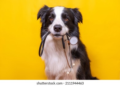 Puppy dog border collie holding stethoscope in mouth isolated on yellow background. Purebred pet dog on reception at veterinary doctor in vet clinic. Pet health care and animals concept - Shutterstock ID 2111944463