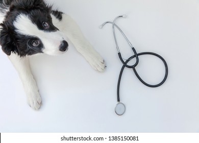 Puppy Dog Border Collie And Stethoscope Isolated On White Background. Little Dog On Reception At Veterinary Doctor In Vet Clinic. Pet Health Care And Animals Concept