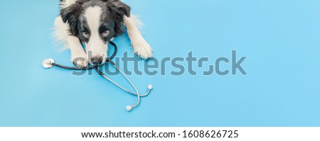 Puppy dog border collie and stethoscope isolated on blue background. Little dog on reception at veterinary doctor in vet clinic. Pet health care and animals concept. Banner ストックフォト © 