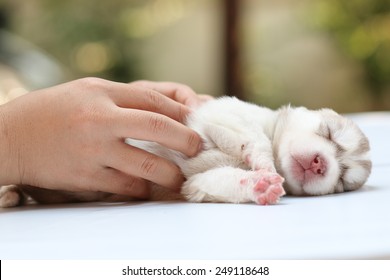 Puppy Dog Born, Puppy In Hand, Care And Love, Warming Feeling, Nature Background. 