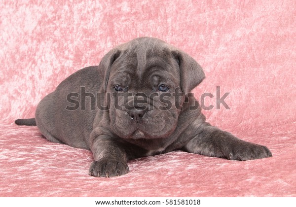 Puppy Dog Breed Cane Corso Italiano Stock Photo Edit Now