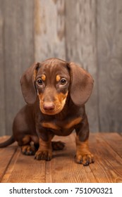 puppy dog breed dachshund on wood background.