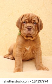 puppy dog breed Dogue de Bordeaux