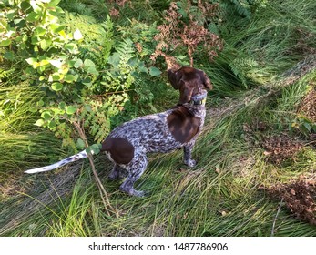 German Shorthaired Stock Photos Images Photography Shutterstock