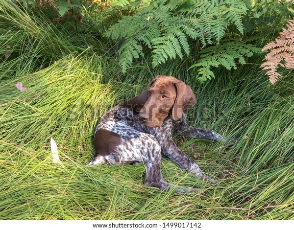 Puppy Dog Breed German Shorthaired Pointer Stock Photo Edit Now