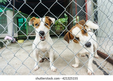 Puppy Dog In The Cage, Protruding