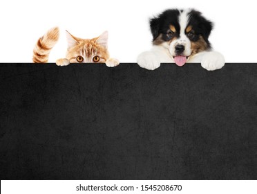 puppy dog and cat pets together showing a black placard isolated on white background blank template and copy space, black friday concept