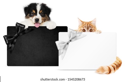 Puppy Dog And Cat Pets Together Showing  Black And Silver Gift Card Isolated On White Background Blank Template And Copy Space, Black Friday And Cyber Monday Concept