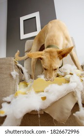 Puppy Dog Chewing And Destroying A Sofa. Obedience Problems And Teething Concept.