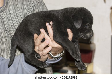 Puppy dog dark colors. - Shutterstock ID 554192992