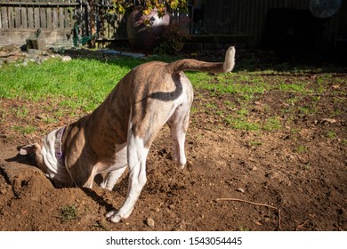 Puppy Dog Digging A Hole In The Yard Garden