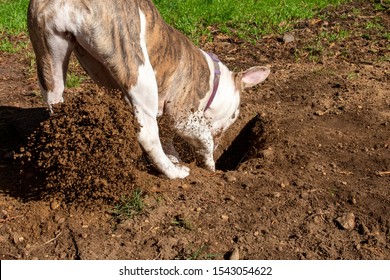 Puppy Dog Digging A Hole In The Yard Garden Lawn