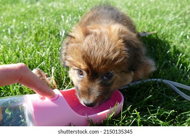Puppy dog drinking bottle for dogs. The drinking bottle is pink. The dog is on the grass.
