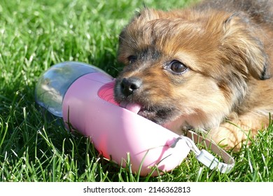 Puppy Dog Drinking Water From Pink Dispenser