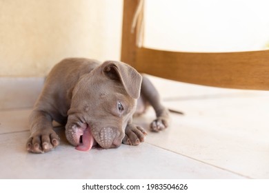 A Puppy Dog ​​licks The Floor