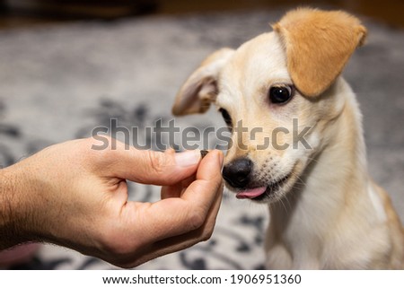 Puppy dog gets an goodie feed, training and reward, bodypart hand