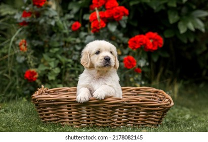 puppy dog golden retriever labrador. small cute puppy and good friend. Dog training. Be my friend. Puppy in a garden on sunset with flower - Shutterstock ID 2178082145