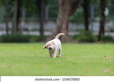 Puppy Dog Head Shaking On Playground Green Yard