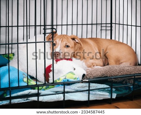Puppy dog inside crate with open door. Cute puppy lying in kennel with bear toy, looking sad or worried. Crate training puppy dog. 12 weeks old female Boxer Pitbull mix puppy. Selective focus