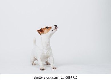 Puppy Dog Jack Russell Terrier Stands And Looks Up To The Right Side Isolated On White Background. Side Face Pose. Studio Portrait.