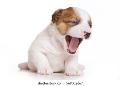 犬 あくび の写真素材 画像 写真 Shutterstock