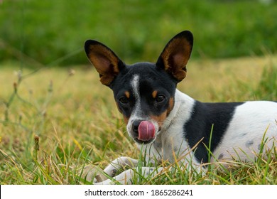 Puppy Dog Licking Her Lips