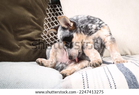 Puppy dog licking himself on sofa. Cute puppy dog is sitting sideways while grooming or cleaning his privates or crotch. 9 week old blue heeler puppy or Australian cattle dog. Selective focus.
