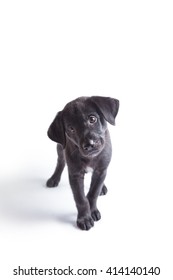 puppy dog looking camera isolated on white background