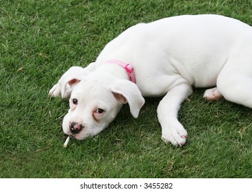 A Puppy Dog Lying On The Grass Smoking A Cigarette