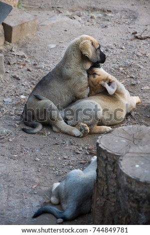 Similar – Image, Stock Photo True love Animal Soft