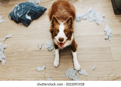 Puppy Dog Mischief Lying Down After Bite A Pillow And Destroy It. 