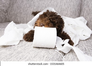 Puppy Dog Mischief. Poodle Chewing, Biting And Unrolling Toilet Paper. Disobey And Education Concept.