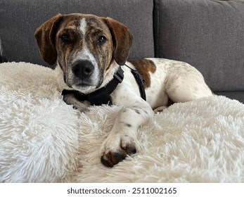 Puppy dog, mixed breed, super cute, laying on sofa with fluffy pillow. - Powered by Shutterstock