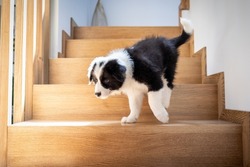 Puppy dog Border Collie at home playing with toys Stock Photo by  leszekglasner