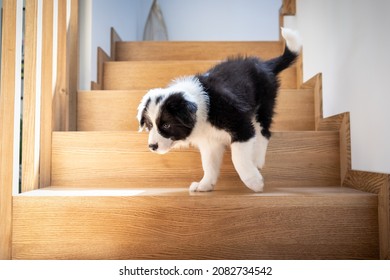 Puppy dog on stairs trying to go down Border Collie