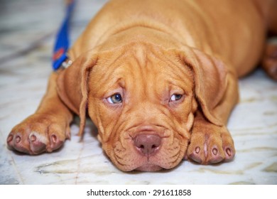 puppy dog pit bull red nose looking on floor