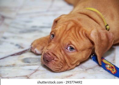 puppy dog pit bull red nose looking on floor