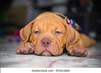 puppy dog pit bull sleepy on floor