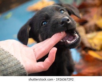 Puppy Dog Playing And Biting Human Hand