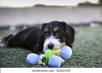 Puppy Dog Playing With A Toy