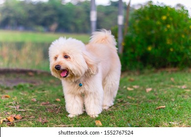 white maltese poodle mix puppies