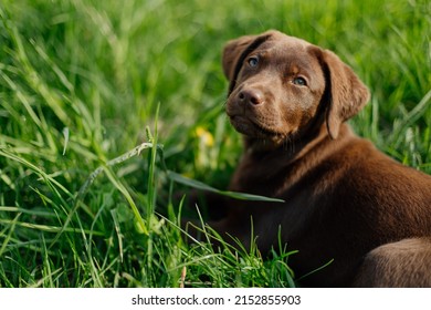 Puppy , dog portraits chocolate labrador on the walk - Powered by Shutterstock