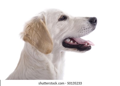 Puppy Dog Profile - Golden Retriever