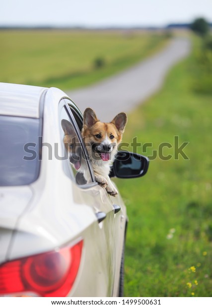 puppy dog red\
Corgi stuck his happy muzzle and tongue out of car during a trip on\
summer hot roads in the\
village