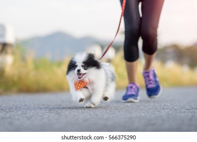 Puppy Dog Running Exercise On The Street Park In The Morning