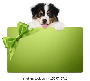 Puppy Dog Showing Green Gift Card With Ribbon Bow Isolated On White Background, Vet And Pet Store Template For Christmas, Greeting Or Promotional Event