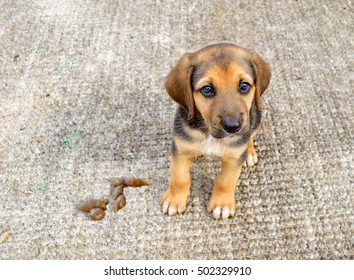 how much does a puppy poop