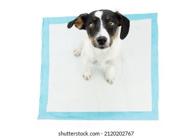 Puppy Dog  Sitting On A Pee Disposables Pad Training. Isolated On White Background